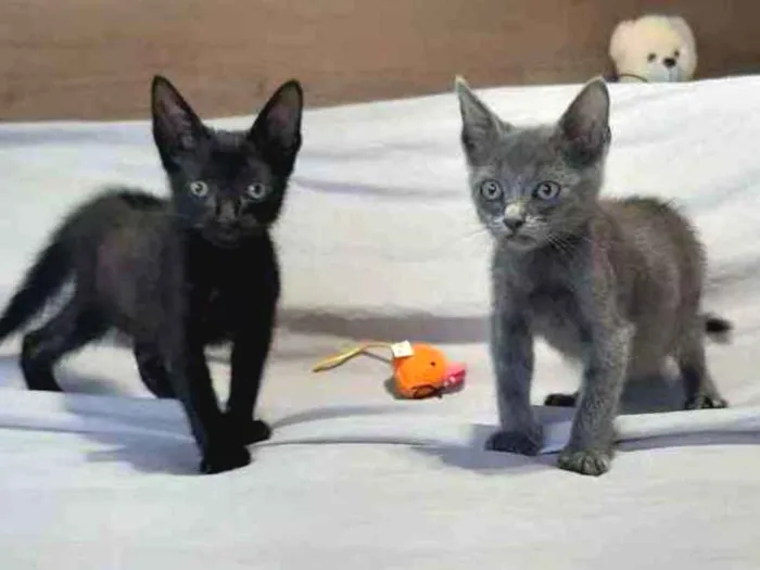 Gato ra a SRD idade Abaixo de 2 meses nome Smoke e Nero