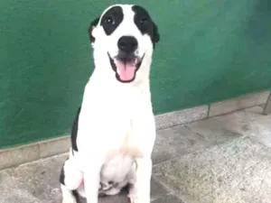 Cachorro raça Srd idade 2 anos nome Bruma