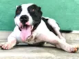 Cachorro raça Pit bull idade 3 anos nome Biju