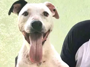 Cachorro raça Pit bull idade 4 anos nome Briana