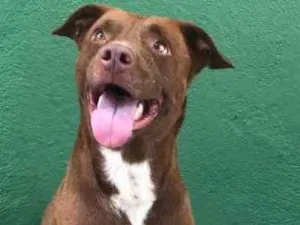 Cachorro raça Pit bull mix idade 4 anos nome Boomer