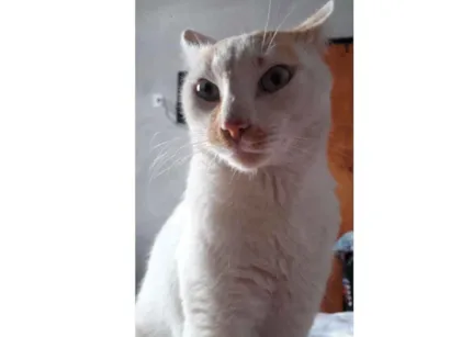 Gato raça não  sei idade 3 anos nome Não sei