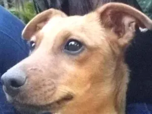 Cachorro raça Mestiça com salsichinha  idade 7 a 11 meses nome Fofinha