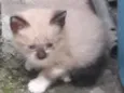Gato