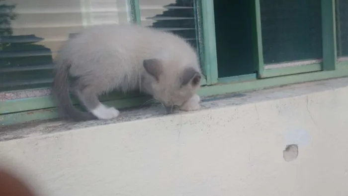 Gato raça Não tem idade 2 a 6 meses nome Sem nome