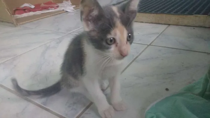 Gato raça Não tem idade 2 a 6 meses nome Sem nome