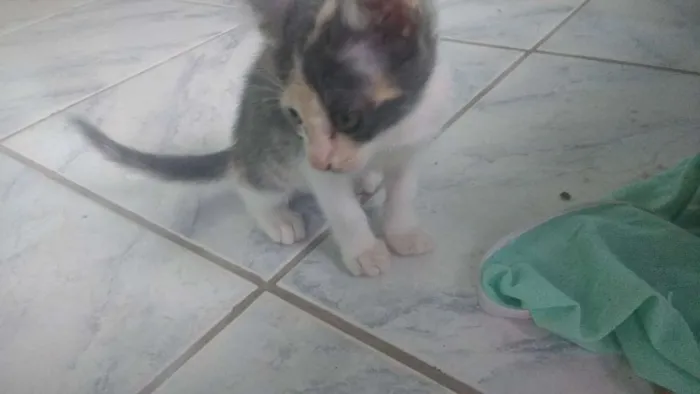 Gato raça Não tem idade 2 a 6 meses nome Sem nome