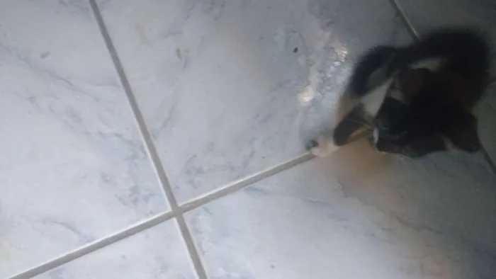 Gato raça Não tem idade 2 a 6 meses nome Sem nome