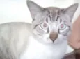 Tom