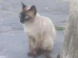 Gato raça Não tem idade 2 a 6 meses nome Sem nome