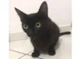 Jaque