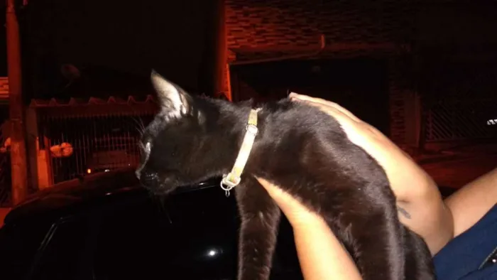Gato ra a Não sei informar idade 1 ano nome Não sei