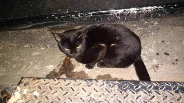 Gato ra a Não sei informar idade 1 ano nome Não sei