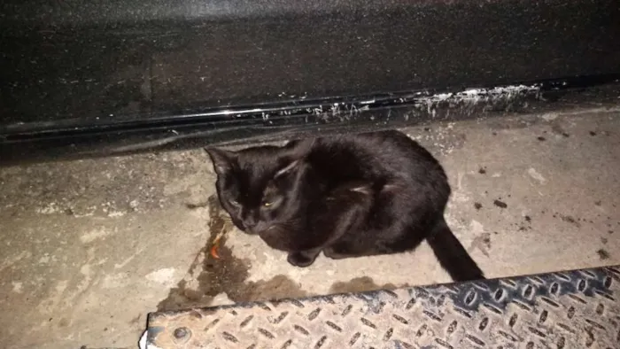Gato ra a Não sei informar idade 1 ano nome Não sei