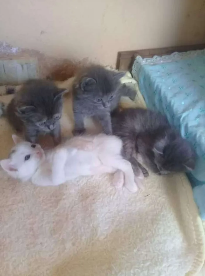 Gato ra a Cinzas idade 2 a 6 meses nome Gats