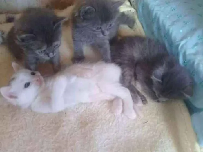 Gato ra a Cinzas idade 2 a 6 meses nome Gats