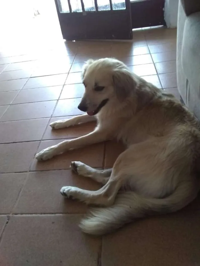 Cachorro raça Vira-lata  idade 1 ano nome Hulk