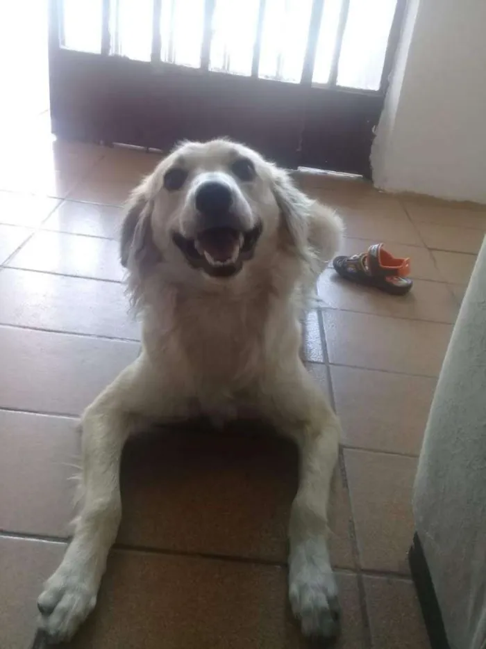 Cachorro raça Vira-lata  idade 1 ano nome Hulk