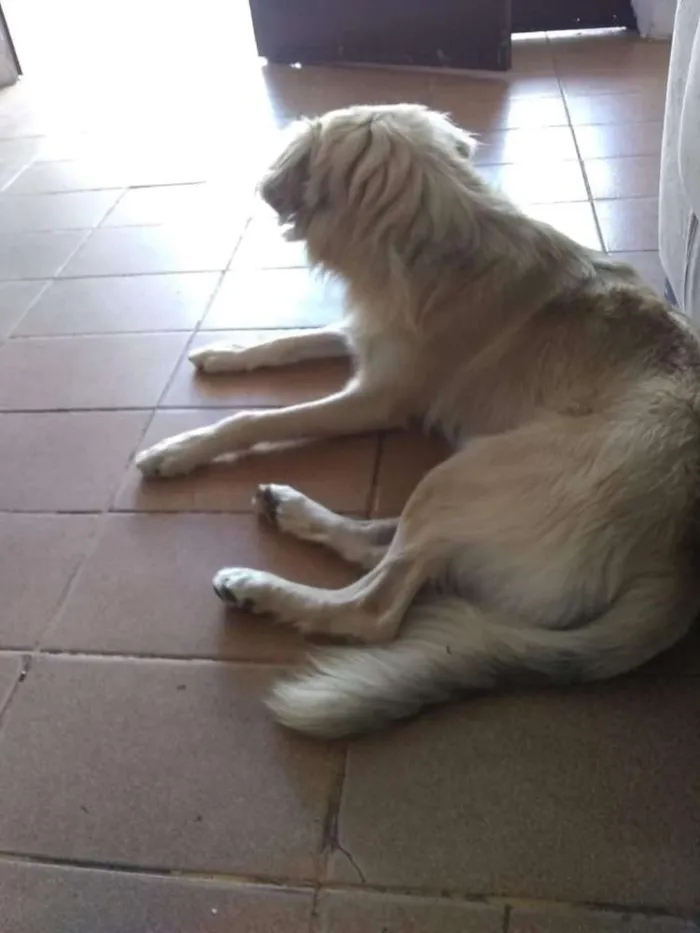 Cachorro raça Vira-lata  idade 1 ano nome Hulk