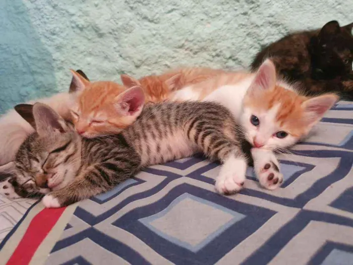 Gato ra a Srd idade Abaixo de 2 meses nome Ninhada 