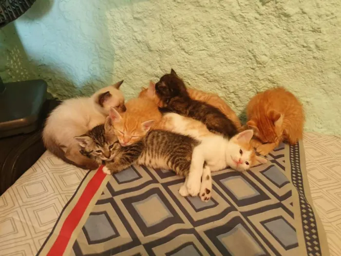 Gato ra a Srd idade Abaixo de 2 meses nome Ninhada 