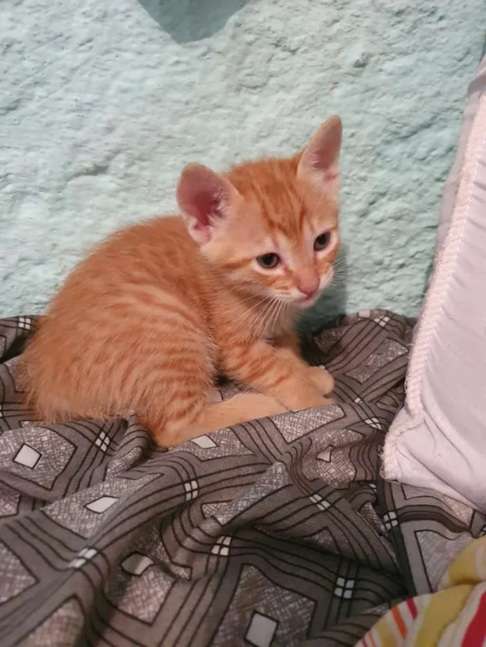 Gato ra a Srd idade Abaixo de 2 meses nome Ninhada 
