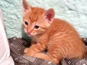 Gato raça Srd idade Abaixo de 2 meses nome Ninhada 