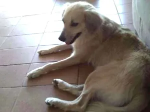 Cachorro raça Vira-lata  idade 1 ano nome Hulk
