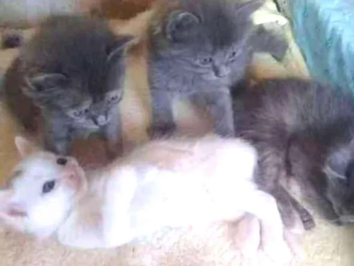 Gato ra a Cinzas idade 2 a 6 meses nome Gats