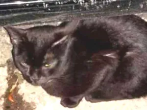 Gato raça Não sei informar idade 1 ano nome Não sei
