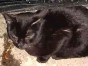 Gato raça Não sei informar idade 1 ano nome Não sei