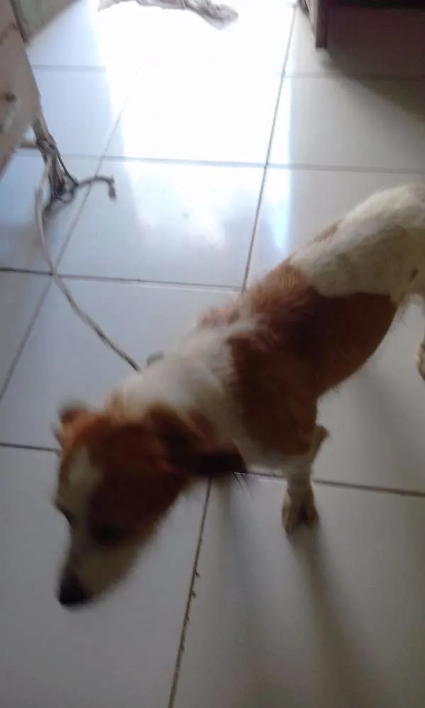 Cachorro ra a Vira lata idade 1 ano nome Bolsonaro