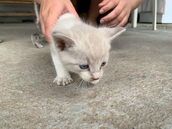 Gato raça .. idade 2 a 6 meses nome ..
