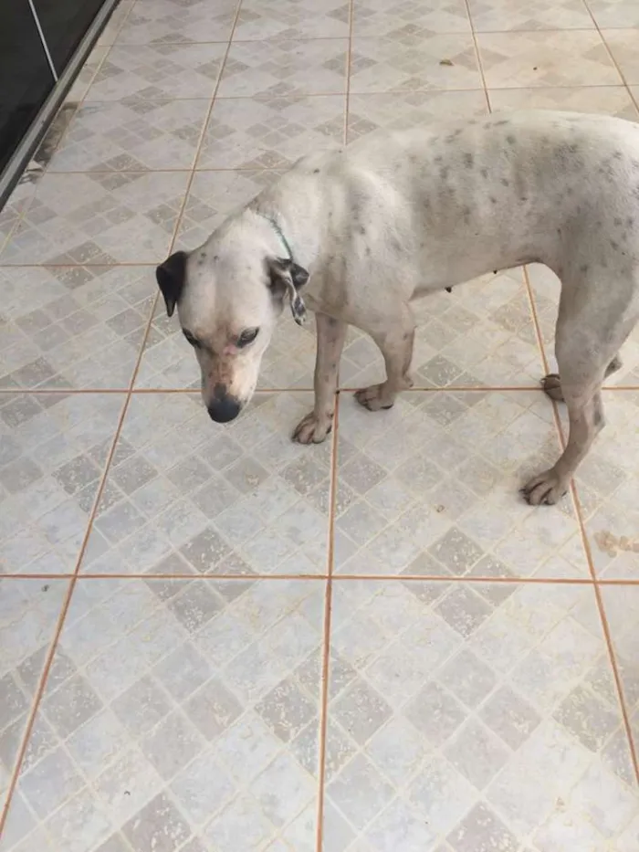 Cachorro ra a SRD idade  nome sem nome