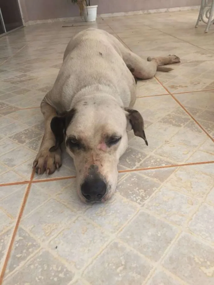 Cachorro ra a SRD idade  nome sem nome
