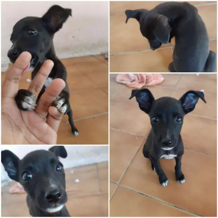 Cachorro ra a Vira lata idade Abaixo de 2 meses nome Sem nome