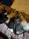 saravaiva, tico, Max