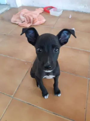 Cachorro raça Indefinida idade Abaixo de 2 meses nome Sem nome