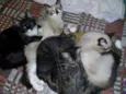 saravaiva, tico, Max