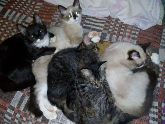 Gato ra a mistura de vira lata com ciane idade 2 a 6 meses nome saravaiva, tico, Max