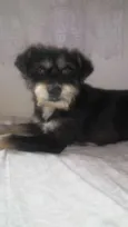 Chico