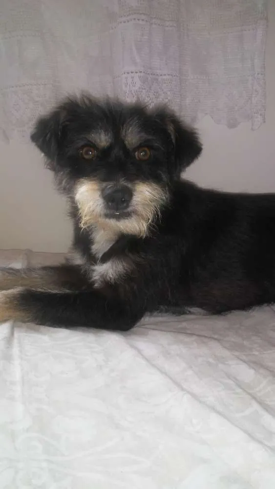 Cachorro ra a Sem raça definida idade 7 a 11 meses nome Chico