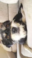 Chico