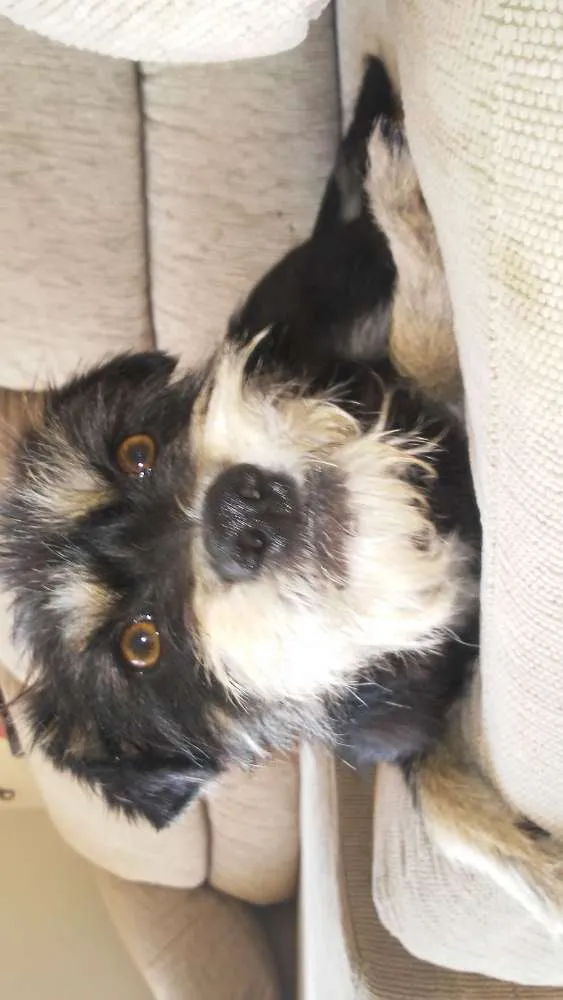 Cachorro ra a Sem raça definida idade 7 a 11 meses nome Chico