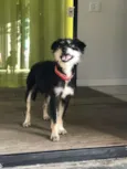 Chico