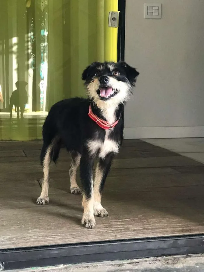Cachorro ra a Sem raça definida idade 7 a 11 meses nome Chico