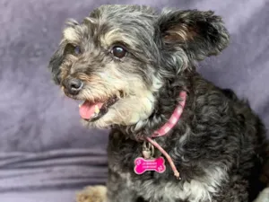 Cachorro raça Srd idade  nome Angélica 