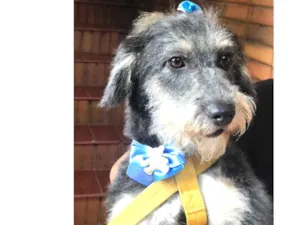 Cachorro raça Srd idade  nome Lilica