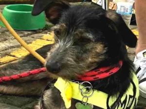 Cachorro raça Srd idade  nome Lennon