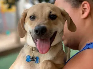 Cachorro raça Srd idade  nome Brown